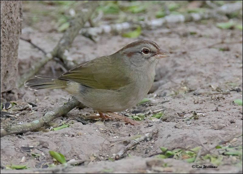 Olive Sparrow, Resaca de la Palma SP, TX, 1-12-2024_0029Dz.jpg