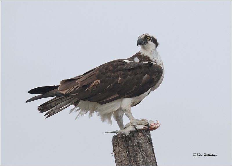 Osprey, Galveston, TX, 1-17-2024_1584Dz.jpg