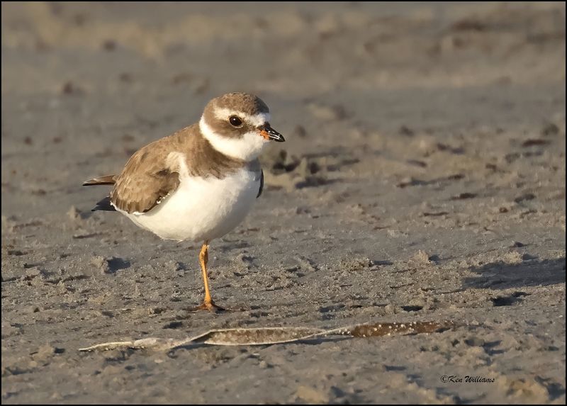 Semipalmated  Plover juvenile, S. Padre Island, TX, 1-14-2024_7709Dz.jpg