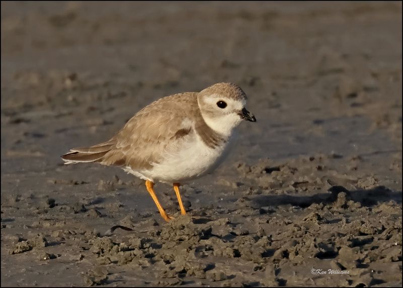 Piping Plover, S. Padre Island, TX, 1-14-2024_7759Dz.jpg
