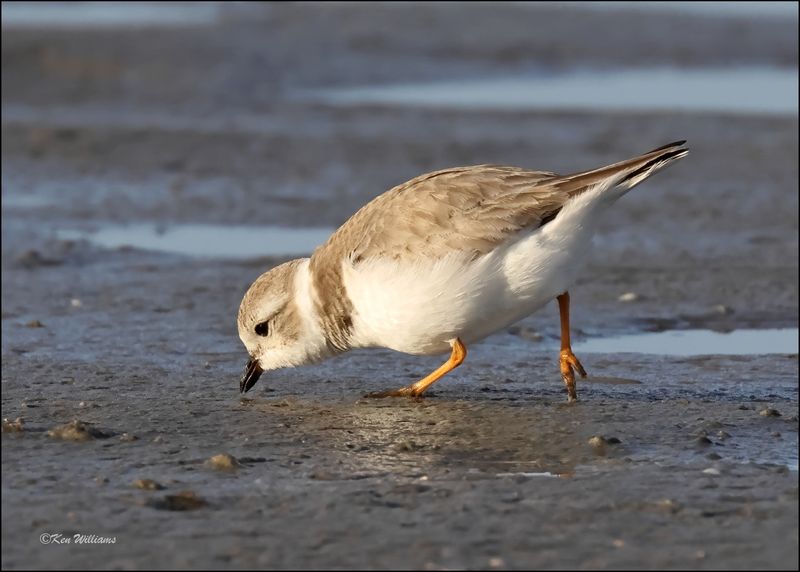 Piping Plover, S. Padre Island, TX, 1-14-2024_7891Dz.jpg