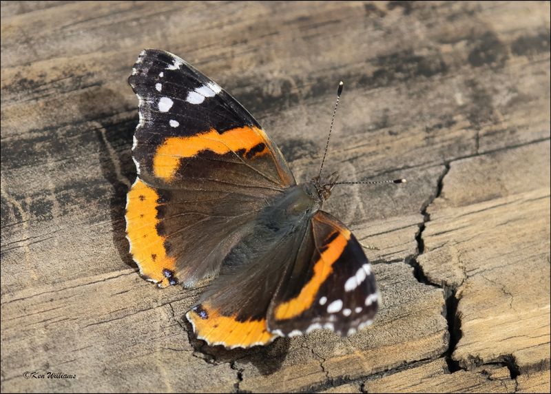 Red Admiral
