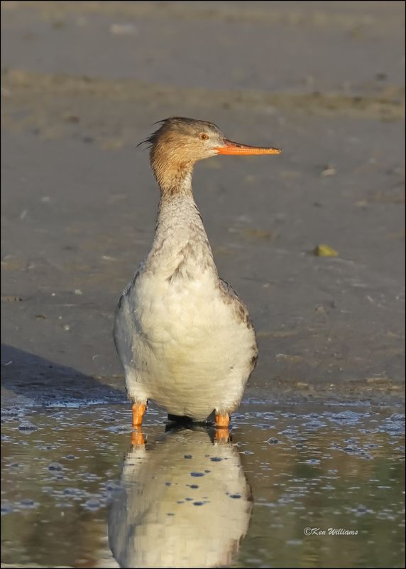 :Red-breasted Merganser: