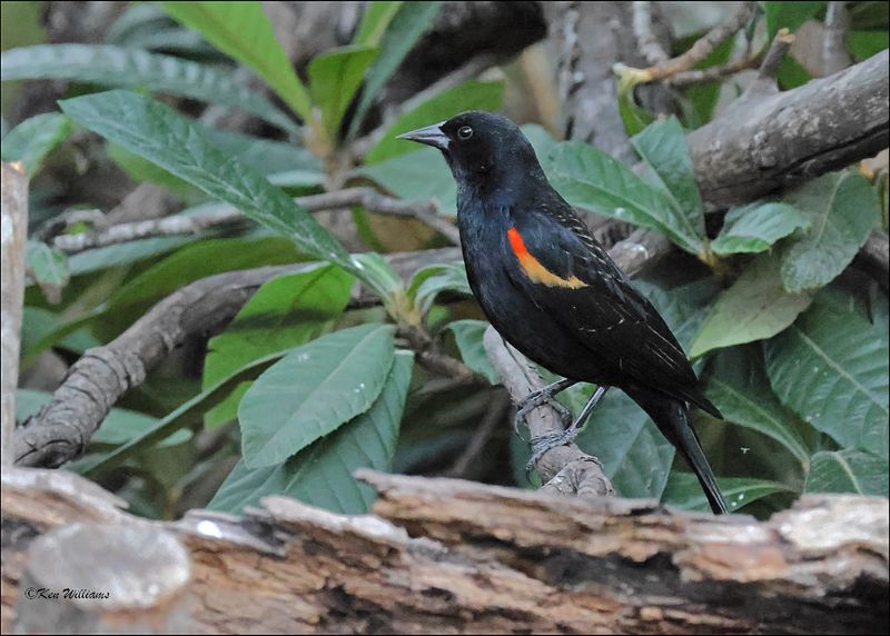 Red-winged Blackbird, Estero Llano Grande SP, TX, 1-9-2024_9624Dz.jpg