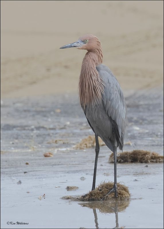 Reddish Egret, dark morph, Bolivar Flats, TX, 1-18-2024_1688Dz.jpg