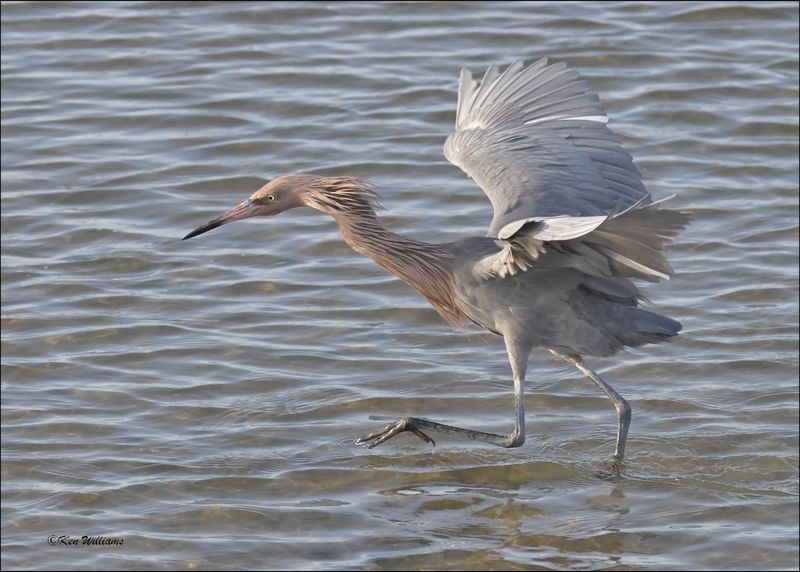 Reddish Egret, dark morph, S. Padre Island, TX, 1-13-2024_5698Dz.jpg