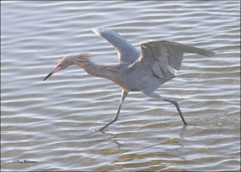 Reddish Egret, dark morph, S. Padre Island, TX, 1-13-2024_5706Dz.jpg