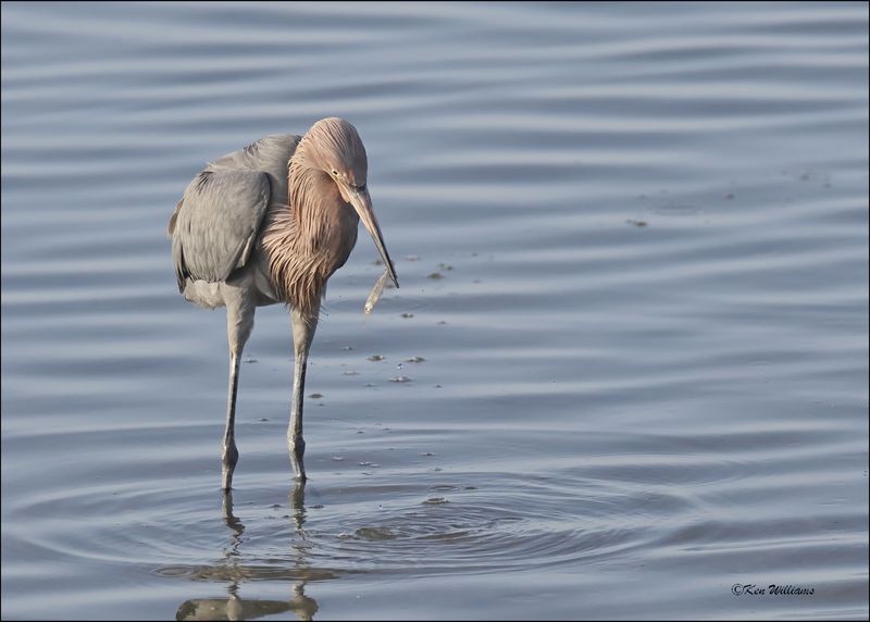 Reddish Egret, dark morph, S. Padre Island, TX, 1-13-2024_5747Dz.jpg