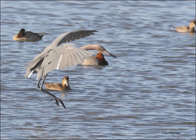 Reddish Egret, dark morph, S. Padre Island, TX, 1-13-2024_5770Dz.jpg