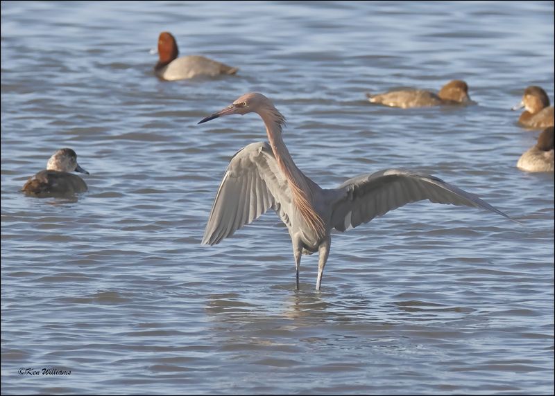 Reddish Egret, dark morph, S. Padre Island, TX, 1-13-2024_5799Dz.jpg