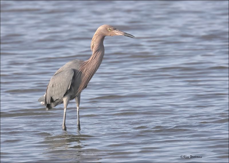 Reddish Egret, dark morph, S. Padre Island, TX, 1-13-2024_IMG_5649Dz.jpg