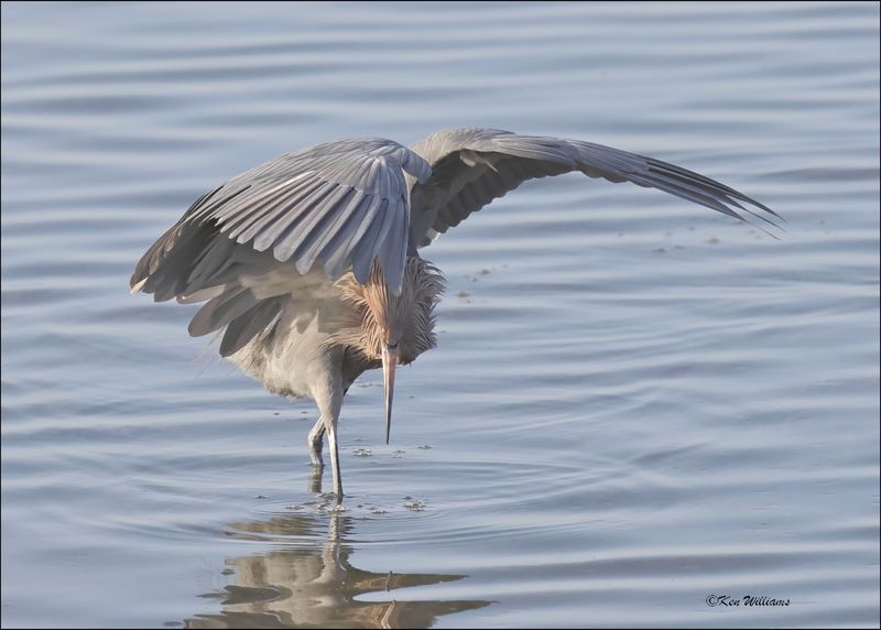 Reddish Egret, dark morph, S. Padre Island, TX, 1-13-2024_IMG_5739Dz.jpg
