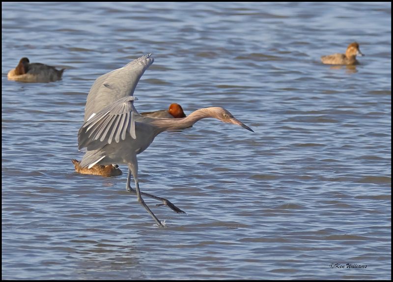 Reddish Egret, dark morph, S. Padre Island, TX, 1-13-2024_IMG_5771Dz.jpg