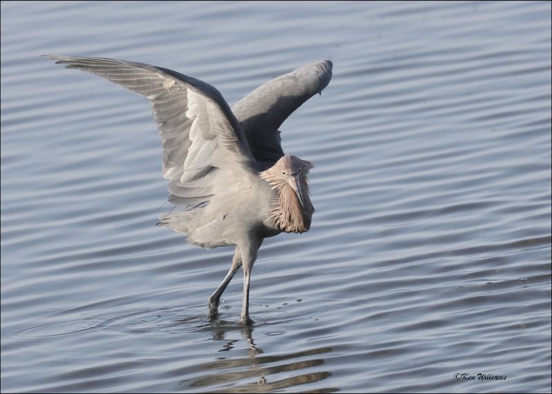 Reddish Egret, dark morph, S. Padre Island, TX, 1-13-2024_5678Dz.jpg