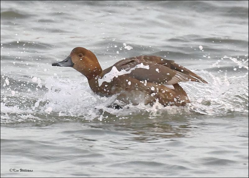 Redhead female, S. Padre Island, TX, 1-12-2024_1772Dz.jpg