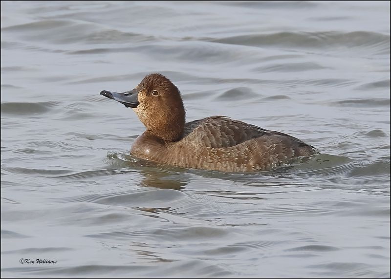 Redhead female, S. Padre Island, TX, 1-13-2024_3128Dz.jpg