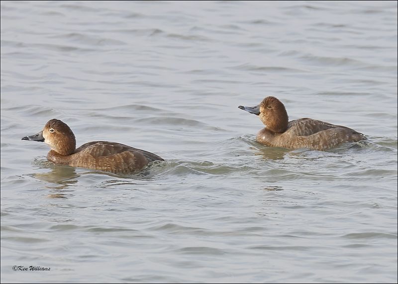 Redhead female, S. Padre Island, TX, 1-13-2024_3143Dz.jpg