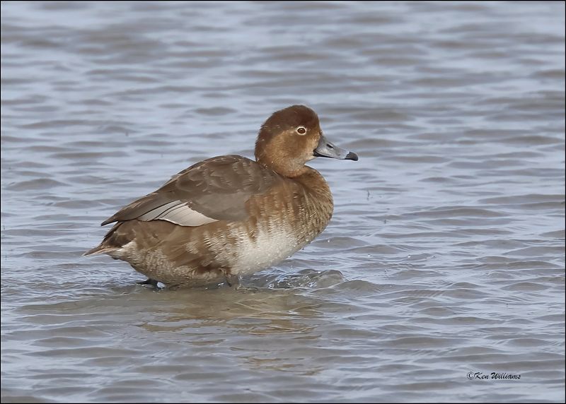 Redhead female, S. Padre Island, TX, 1-13-2024_3487Dz.jpg