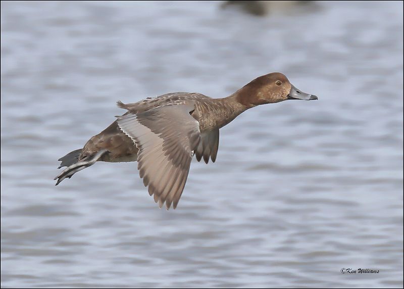 Redhead female, S. Padre Island, TX, 1-13-2024_3595Dz.jpg