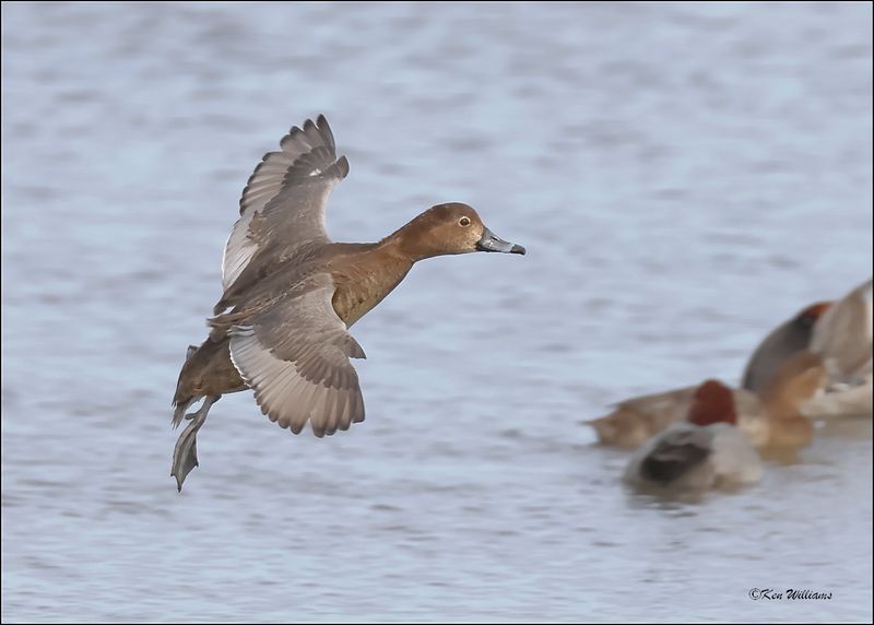 Redhead female, S. Padre Island, TX, 1-13-2024_3853Dz.jpg