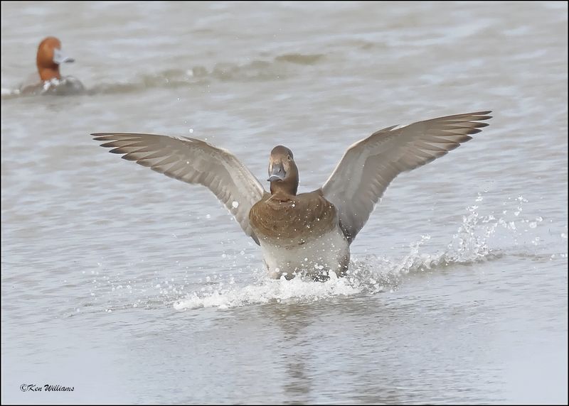 Redhead female, S. Padre Island, TX, 1-13-2024_4506Dz.jpg