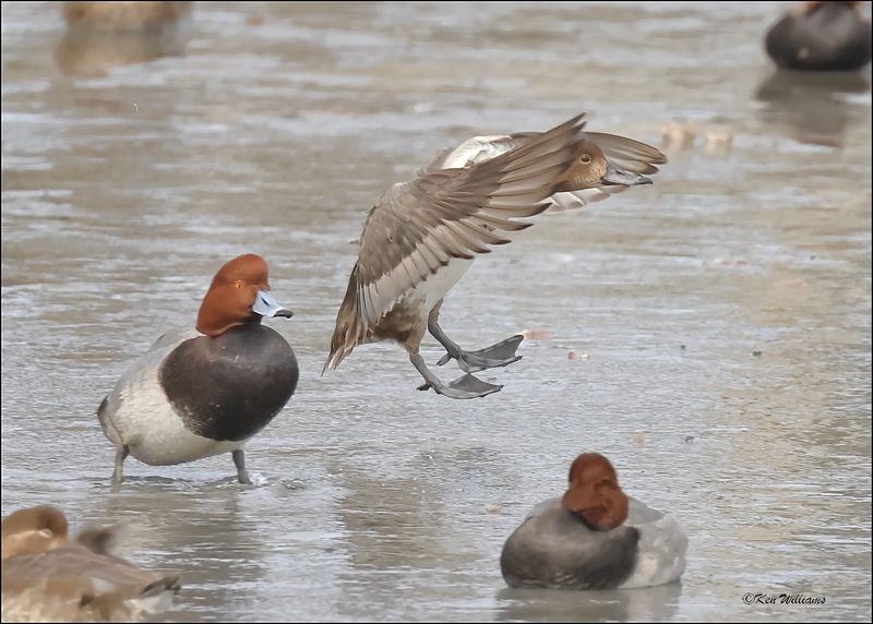 Redhead female, S. Padre Island, TX, 1-13-2024_4904Dz.jpg