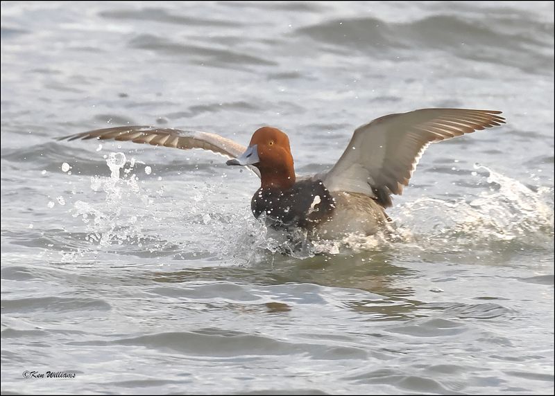 Redhead male, S. Padre Island, TX, 1-12-2024_1249Dz.jpg