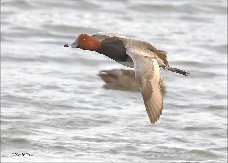Redhead male, S. Padre Island, TX, 1-12-2024_1292Dz.jpg