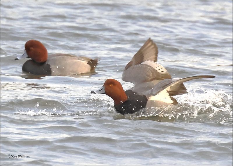 Redhead male, S. Padre Island, TX, 1-12-2024_1313Dz.jpg