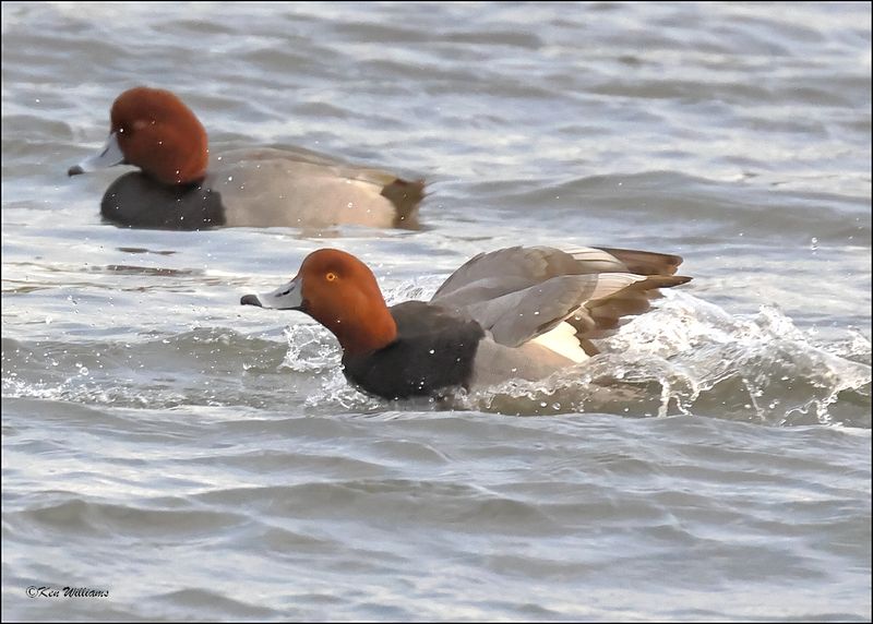Redhead male, S. Padre Island, TX, 1-12-2024_1314Dz.jpg