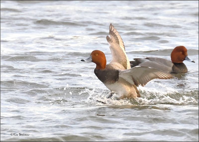 Redhead male, S. Padre Island, TX, 1-12-2024_1382Dz.jpg