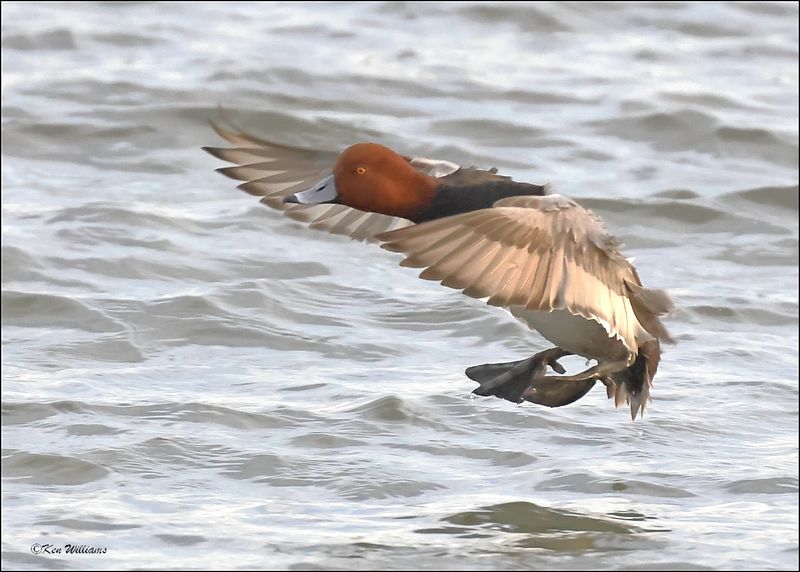 Redhead male, S. Padre Island, TX, 1-12-2024_1417Dz.jpg
