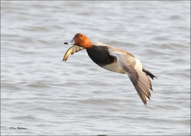 Redhead male, S. Padre Island, TX, 1-12-2024_1440Dz.jpg
