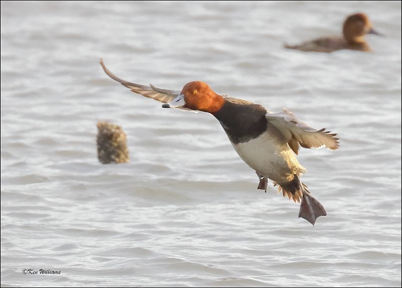 Redhead male, S. Padre Island, TX, 1-12-2024_1464Dz.jpg