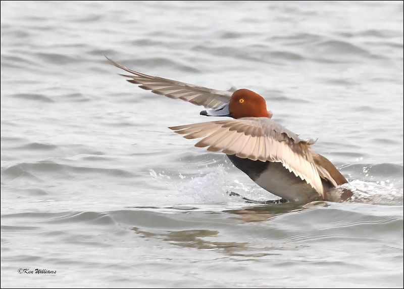 Redhead male, S. Padre Island, TX, 1-12-2024_1621Dz.jpg