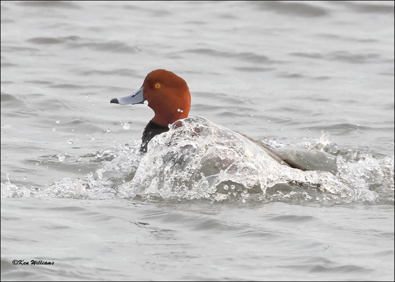 Redhead male, S. Padre Island, TX, 1-12-2024_1662Dz.jpg
