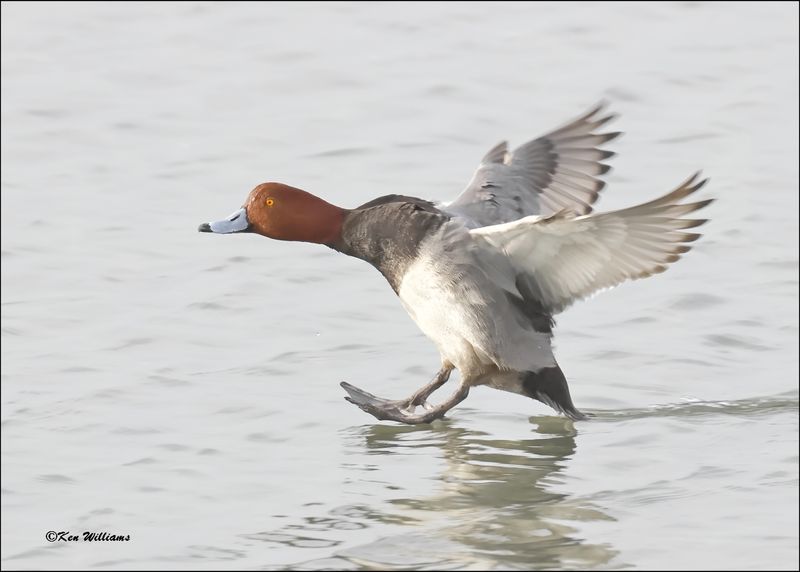 Redhead male, S. Padre Island, TX, 1-13-2024_3157Dz.jpg