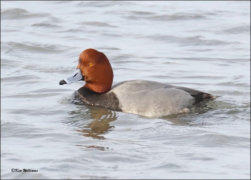 Redhead male, S. Padre Island, TX, 1-13-2024_3181Dz.jpg
