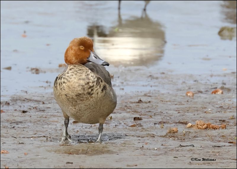Redhead male, S. Padre Island, TX, 1-13-2024_4477Dz.jpg