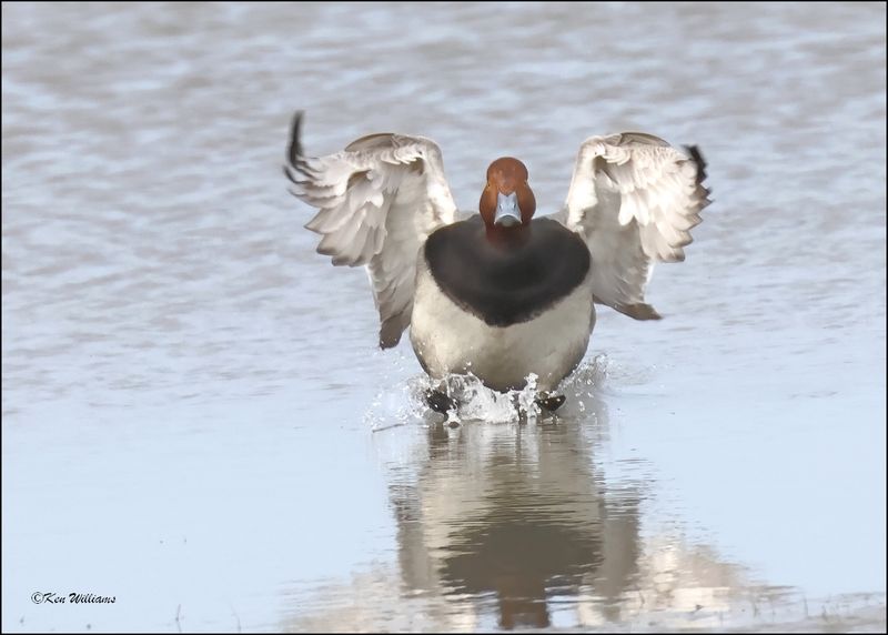 Redhead male, S. Padre Island, TX, 1-13-2024_4552Dz.jpg