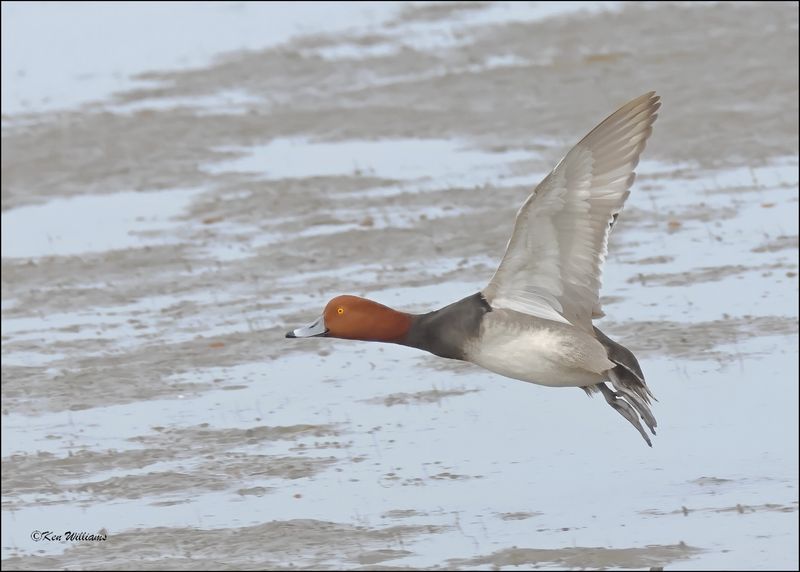 Redhead male, S. Padre Island, TX, 1-13-2024_4725Dz.jpg