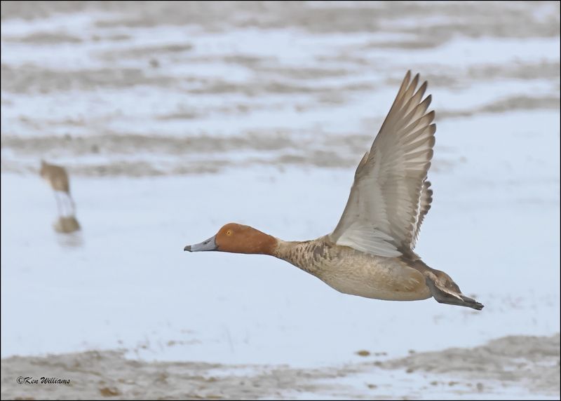 Redhead male, S. Padre Island, TX, 1-13-2024_4748Dz.jpg