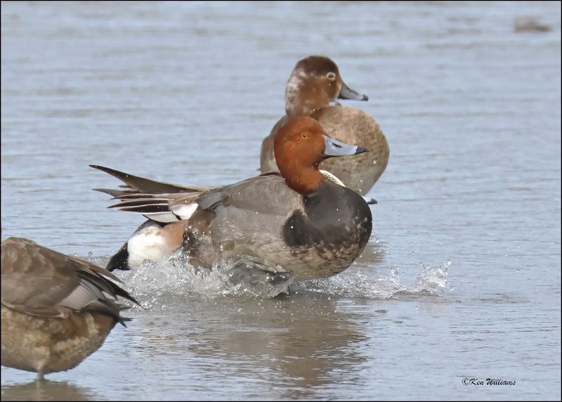 Redhead male, S. Padre Island, TX, 1-13-2024_4807Dz.jpg