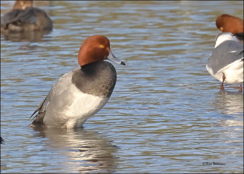 Redhead male, S. Padre Island, TX, 1-13-2024_5708Dz.jpg
