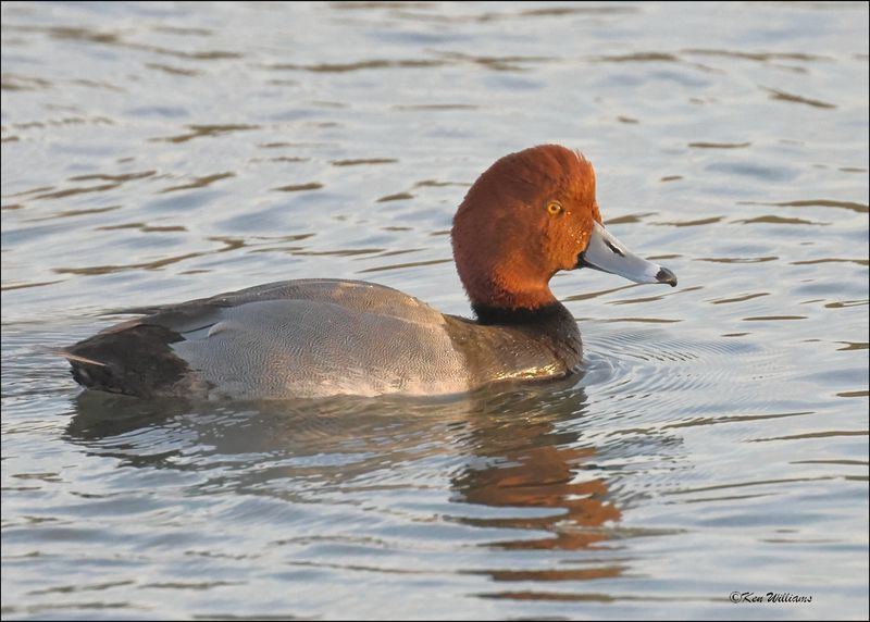 Redhead male, S. Padre Island, TX, 1-13-2024_6754Dz.jpg