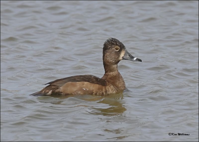 Ring-necked Duck female, S. Padre Island, TX, 1-13-2024_4113Dz.jpg