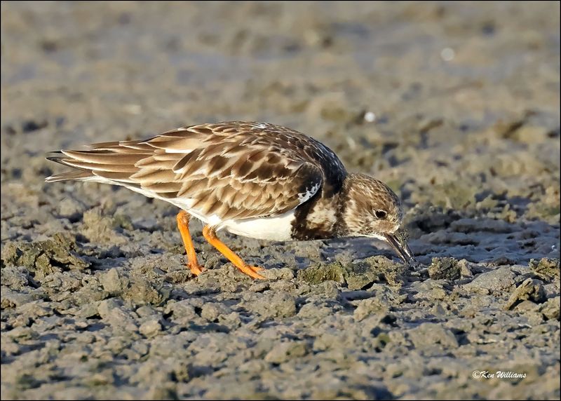 Ruddy Turnstone, S. Padre Island, TX, 1-14-2024_7447Dz.jpg