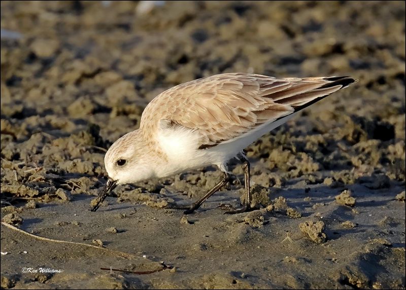 Sanderling, S. Padre Island, TX, 1-14-2024_7458Dz.jpg