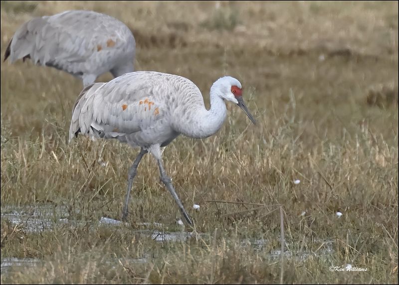 Sandhill Crane, Goose Island, TX, 1-17-20240723Dz.jpg