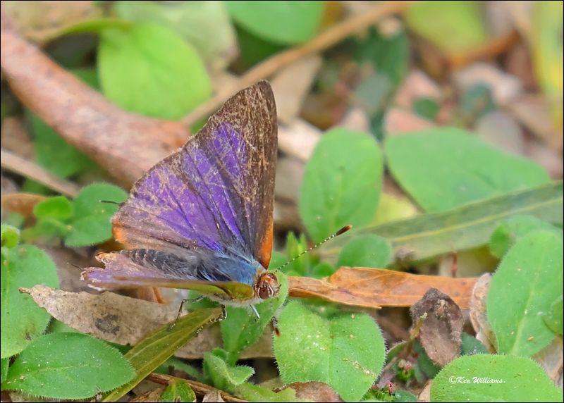 Hairstreaks